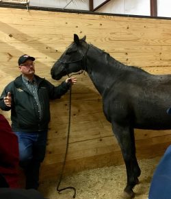 Standing Ovation by Ovation Riding: Dr. Sam Crosby