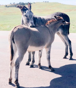 #goriding Grams of the Week