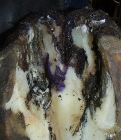 Comparison Review: Thrush Treatment