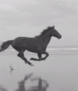 #TGIF, by Flexible Fit Equestrian: Poetry in Motion