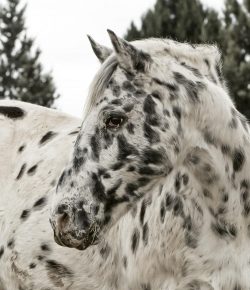 Standing Ovation by Ovation Riding: Help a Horse Home: ASPCA Equine Adoption Challenge