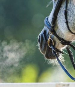 Kentucky Performance Products: Horse Vital Signs, Part 3