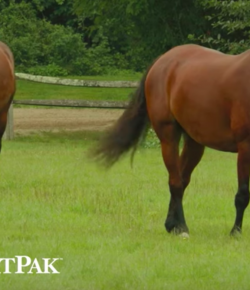 SmartPak Monday Morning Feed: Ask the Vet, September Edition