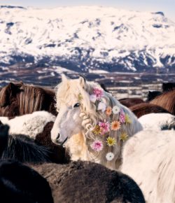 Gray Malin Brings a Whimsical Look to Icelandic Horses