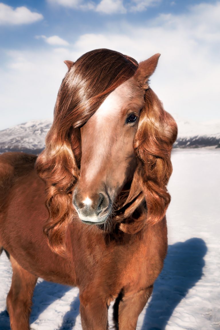 Gray Malin Brings a Whimsical Look to Icelandic Horses HORSE NATION