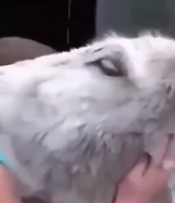 #TGIF, by Flexible Fit Equestrian: A Donkey and His Girl