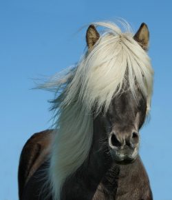 Comparison Review: Mane and Tail Leave-In Detangler