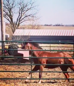 #TGIF, by Flexible Fit Equestrian: Getting the Runaround