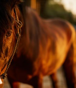Standing Ovation by Ovation Riding: Horses and Humans Research Foundation