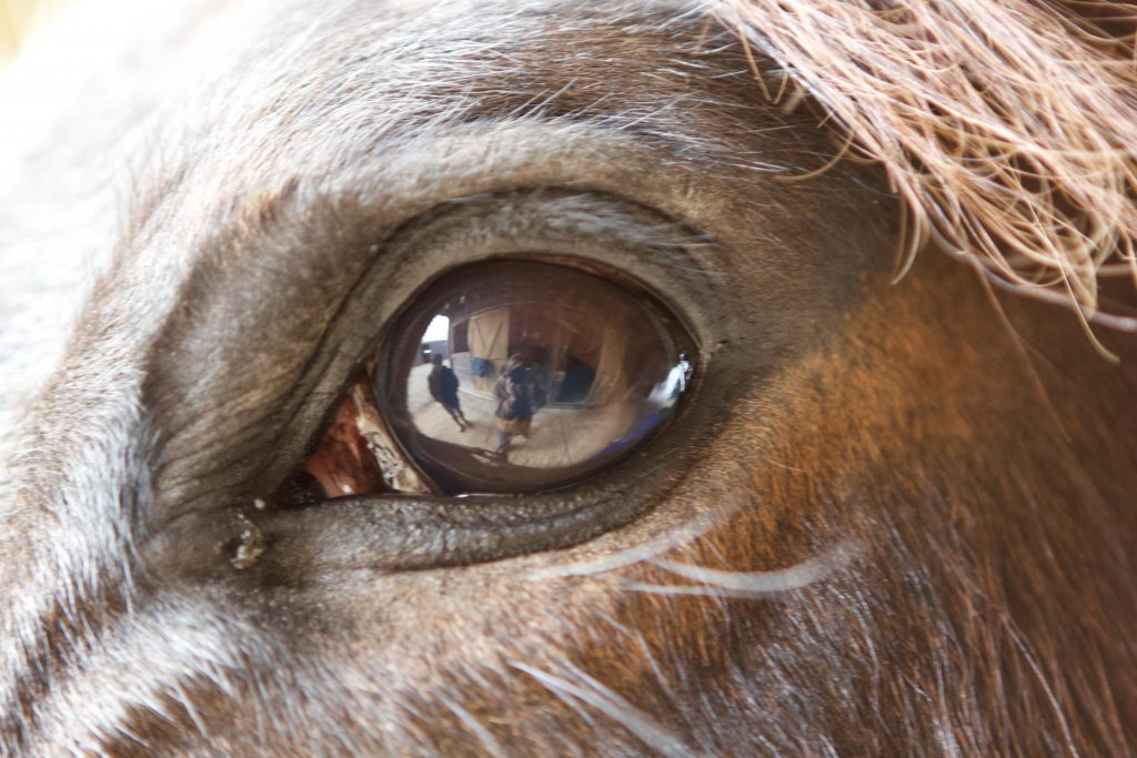 Your horse is your mirror HORSE NATION