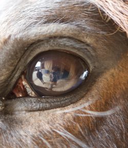 Your Horse Is Your Mirror, After All