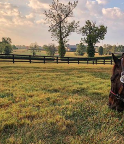 Instagram Preview of the Thoroughbred Makeover