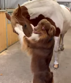 #TGIF, by Flexible Fit Equestrian: Furry Friends