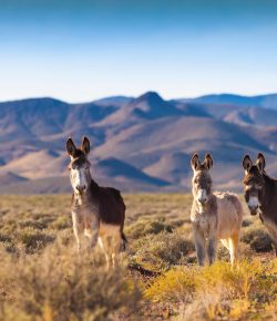 Standing Ovation by Ovation Riding: U.S. Senate