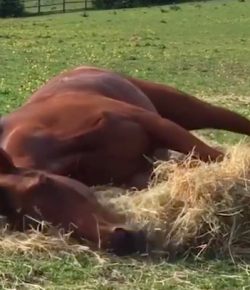 #TGIF,  by Flexible Fit Equestrian: Weekend Goals
