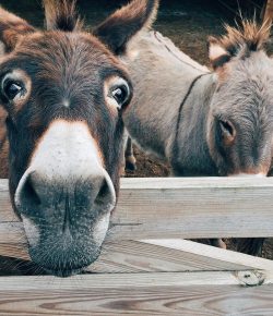 Are Donkeys the New Black?