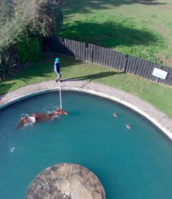 World Equestrian Brands Drone Cam: Swimming Horse
