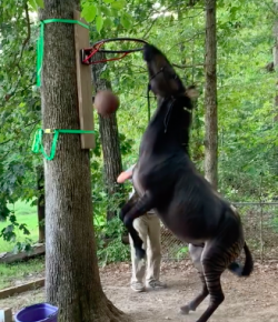 #TGIF,  by Flexible Fit Equestrian: A Slam Dunk