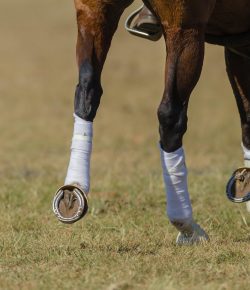 Weekend Wellness: Polo Wrapping Tutorial with Evention TV