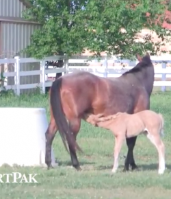 Smartpak Monday Morning Feed: Ask the Equine Nutritionist, the Importance of Amino Acids for Horses