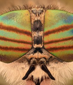 Red Mare vs. Horsefly