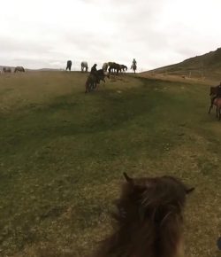 World Equestrian Brands Helmet Cam: Rounding Up Horses