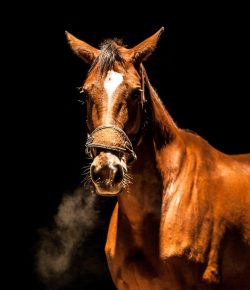 The Obligation of a Horse Seller: An Editorial