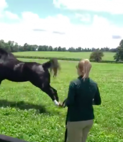 Thursday Video: Zenyatta