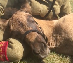 #TGIF, by Flexible Fit Equestrian: Dreaming Foal