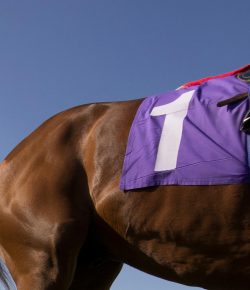 Standing Ovation by Ovation Riding: Racing Victoria