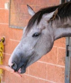 Kentucky Performance Products: Is Your Feed ‘Low Starch’