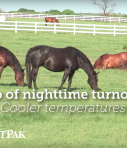 SmartPak Monday Morning Feed: Ask the Vet, November Edition