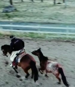 World Equestrian Brands Drone Cam: Colt Training