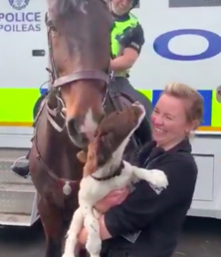 #TGIF, by Flexible Fit Equestrian: Equine Massage