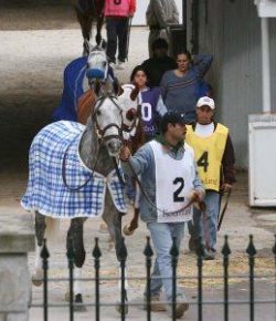 Kentucky Performance Products: Feeding Horses – Energy Sources Matter