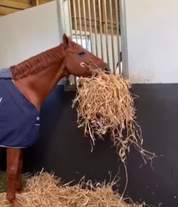 #TGIF, by Flexible Fit Equestrian: Share the Love