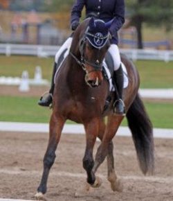 Kentucky Performance Products: Horses Are the Biggest Athlete on Earth