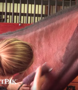 SmartPak Monday Morning Feed: How to Body Clip a Horse