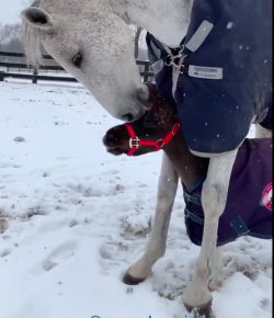 #TGIF, by Flexible Fit Equestrian: Best Friends