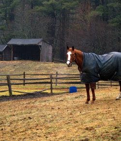 SmartPak Monday Morning Feed: Blanketing Your Horse