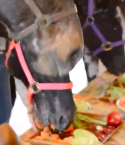 Thursday Video: Thanksgiving With Horses