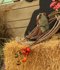 Happy Thanksgiving! Top 10 Things for Which Equestrians Should Be Thankful