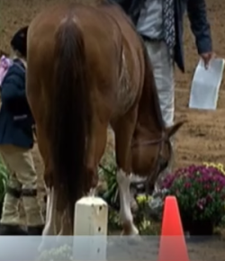 Happy Thanksgiving from Draper Therapies, & May Your Appetite Be as Hearty as This Pony’s!