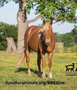Standing Ovation by Ovation Riding: Cleveland Amory Black Beauty Ranch