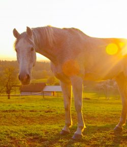 Kentucky Performance Products: Dealing With Arthritis in Senior Horses