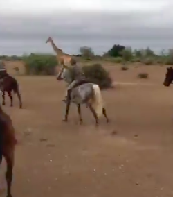 Thursday Video: Giraffe Gallop?