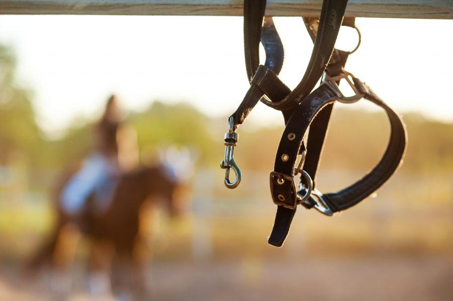 Barn Hacks for Broken Halters HORSE NATION