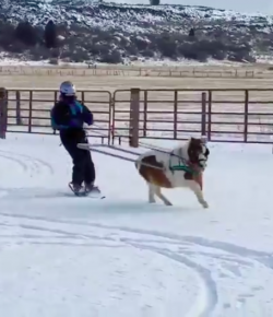 Thursday Video: Ski … Driving?