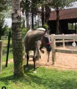 #TGIF, by Flexible Fit Equestrian: Equine Escape Artist