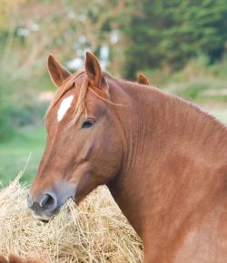 Kentucky Performance Products: What Nutrient Values Should I Consider When Testing Hay for My Metabolic Horse?